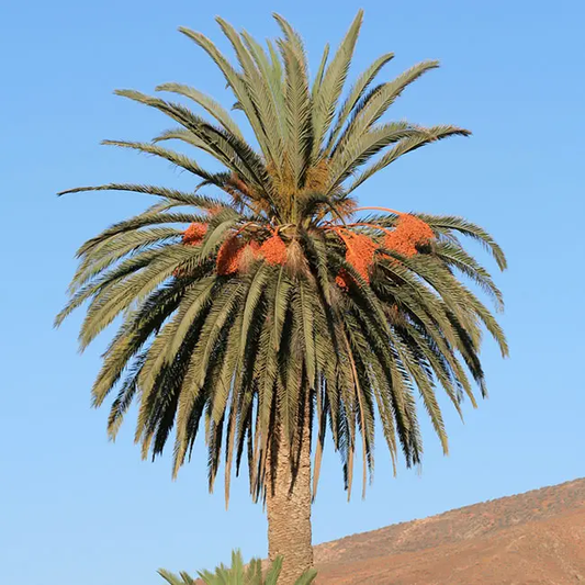 Phoenix Palm (Date Palm)