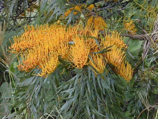 Gravillea Rubusta (Silky Oak)