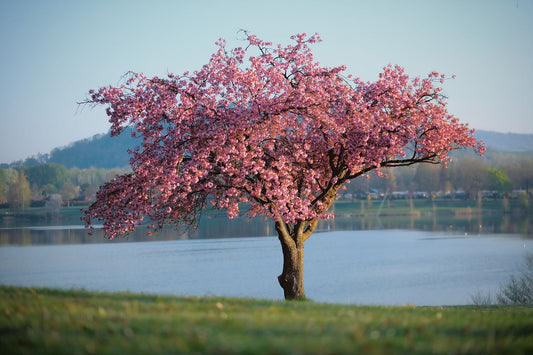 Tabebuia Rosea (Pink Trumpet Tree)