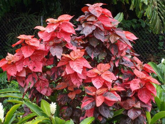 Acalypha Wilkesiana (Copperleaf, Jacob's Coat)