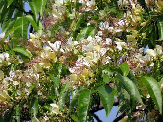 Crataeva Religiosa (Sacred Lotus)