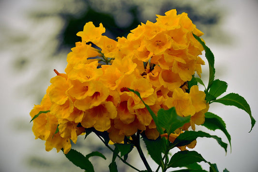 Tabebuia Donnell-Smithii