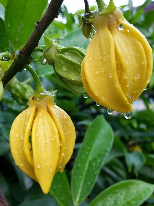 Artobotrys (Ylang Ylang Vine)