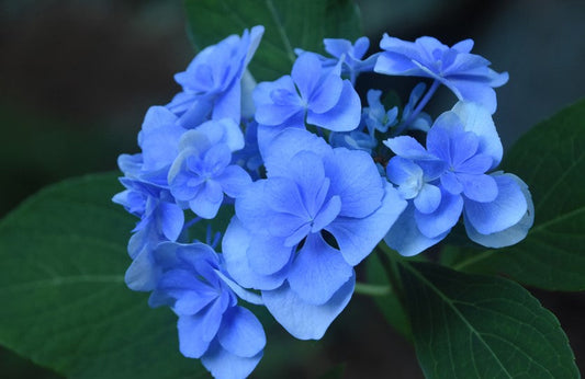 Jacquemontia (Skyblue Clustervine)