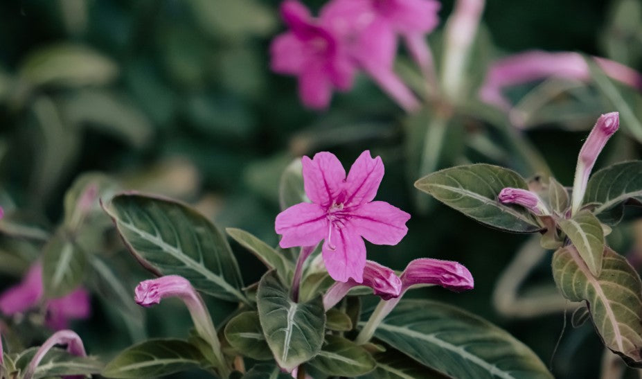 Ruellia (Mexican Petunia, Britton's Wild Petunia)