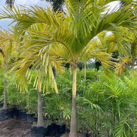 Veitchia Merrillii Golden (Christmas Palm, Manila Palm)