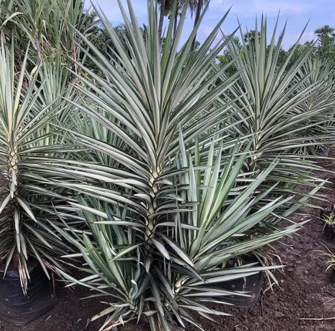 Yucca Elephantipes ��������� Silver Star (Spi