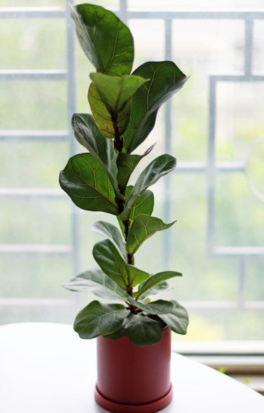 Ficus Lyrata (Fiddle-Leaf Fig)