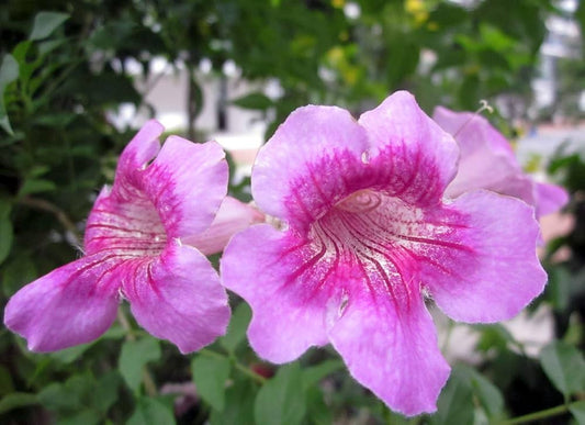 Tecoma Capensis Purple (Purple Trumpetbush)