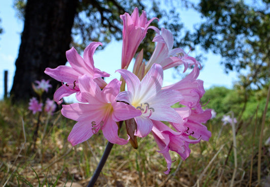 Amaryllis Belladonna (Belladonna Lily)