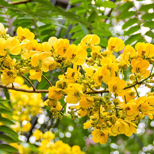 Cassia Siamea (Yellow Cassia)