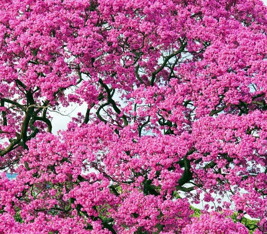 Tabebuia Avellanedae (Pink Poui)