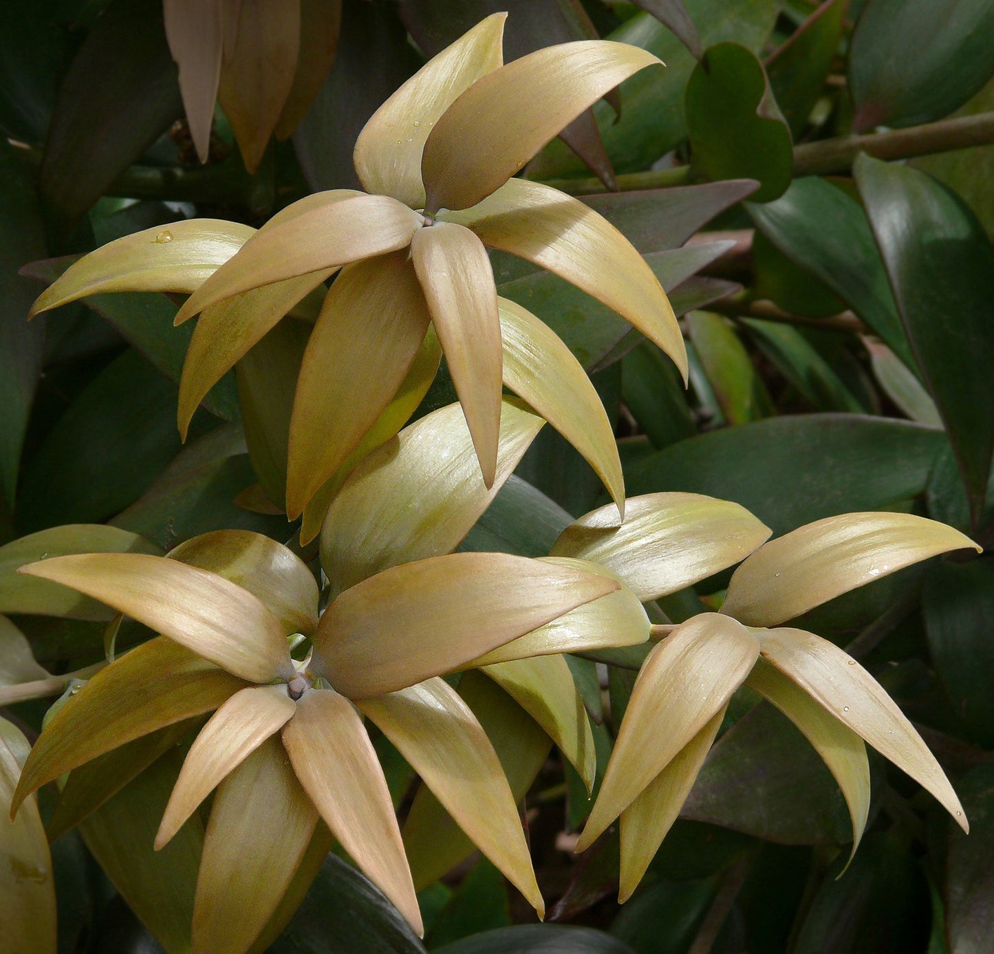 Agathis Robusta (Kauri Pine)