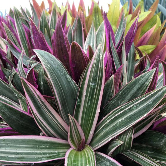 Rhoeo Tricolor Blue (Oyster Plant, Moses-in-the-Cradle)