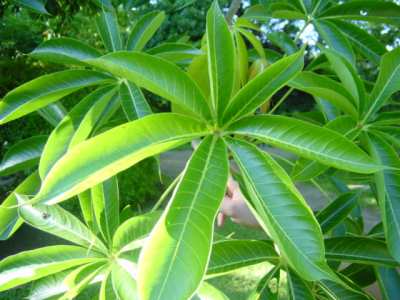 Sterculia Foetida (Wild Almond)