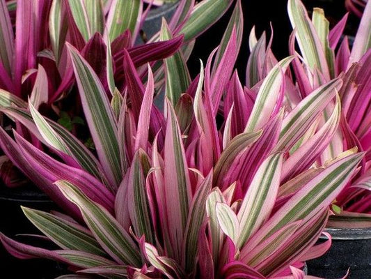 Rhoeo Tricolor Red (Oyster Plant, Moses-in-the-Cradle)