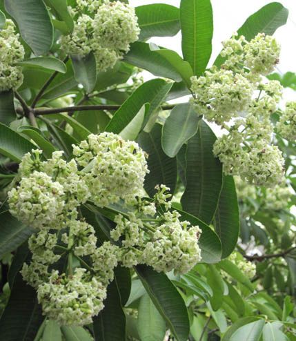 Alstonia Scholaris (Blackboard Tree, Devil Tree)