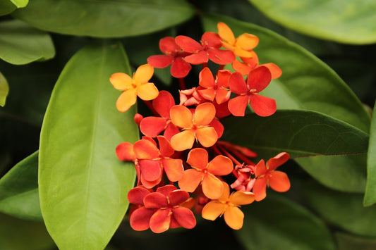 Mini Ixora Varieties (Dwarf Ixora)