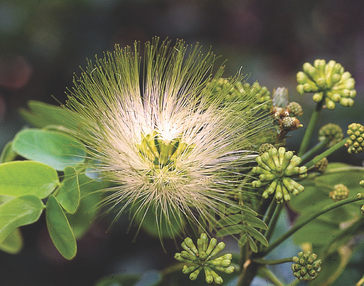 Albizza Tebbek (Tropical Albizia)