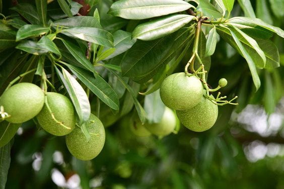 Aegla Marmelos (Bael, Bengal Quince)