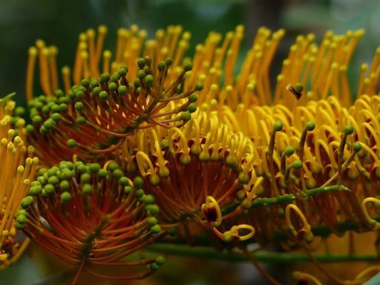 Grevillea Robusta (Silk Oak)