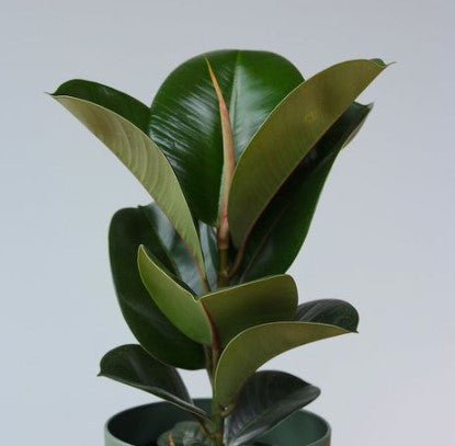 Ficus Elastica (Rubber Plant)