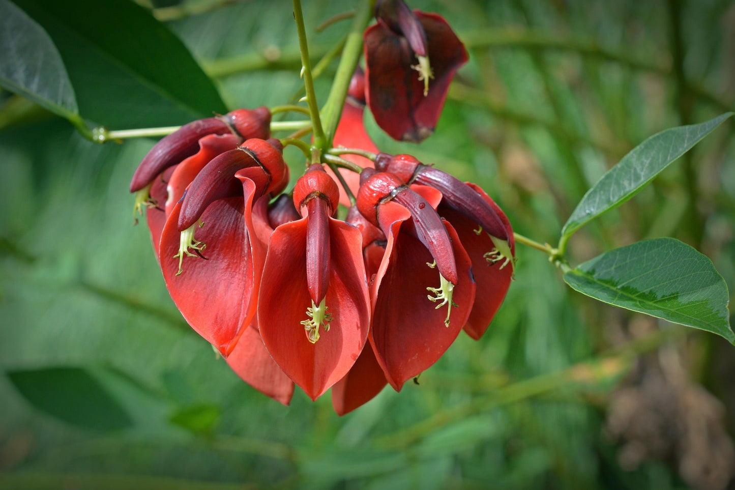 Erythrina Indica (Indian Coral Tree)