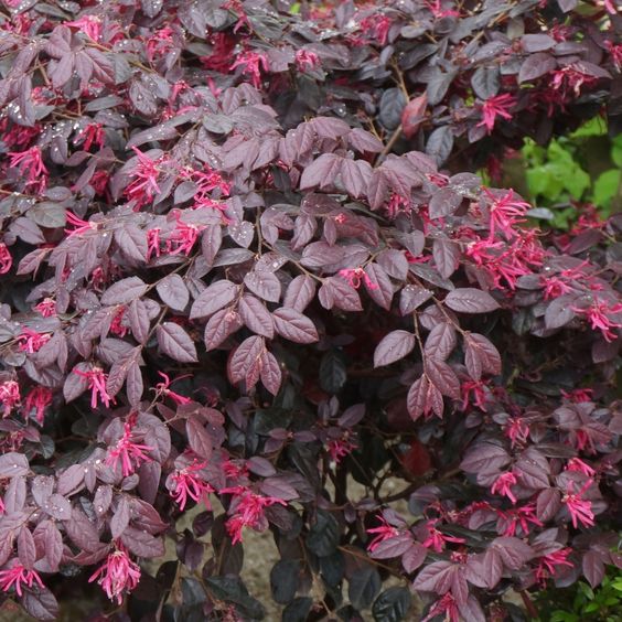 Loropetalum Red (Red Fringe Flower)