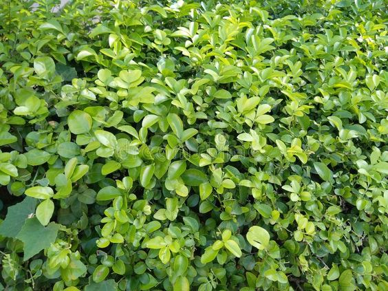 Acalypha Green (Green Copperleaf)