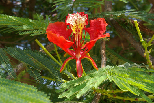 Delonix Regia (Gulmohar, Royal Poinciana)