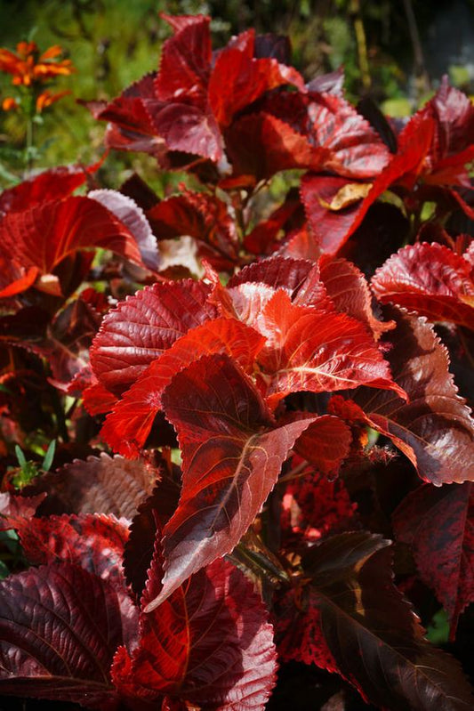 Acalypha Red (Red Copperleaf)