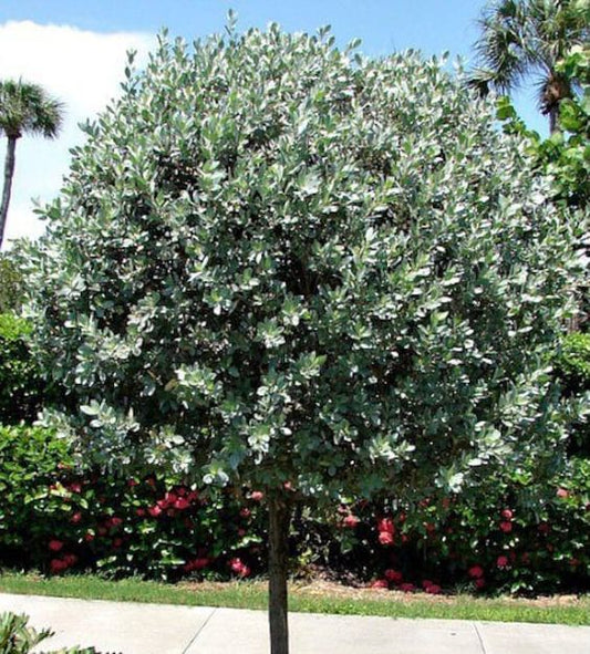 Conocarpus Silver