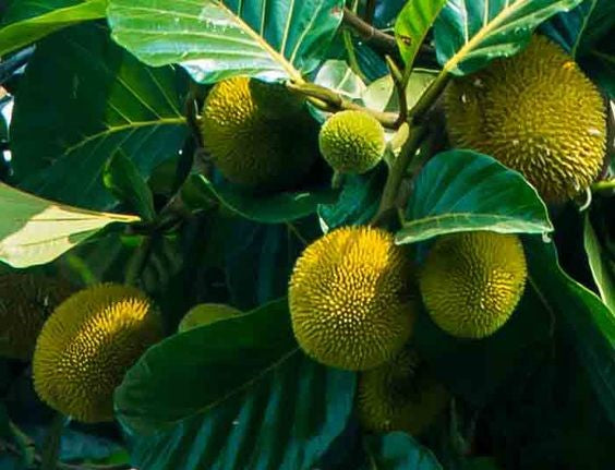 Autocarpus (Breadfruit Tree)