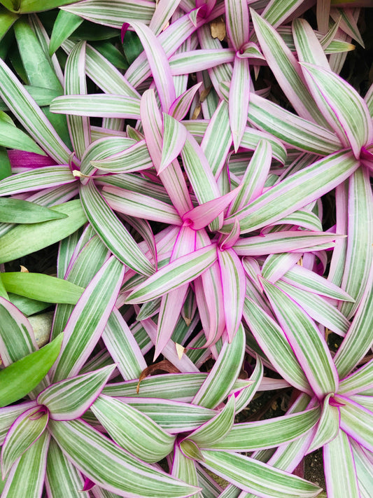 Rheo Tricolor (Oyster Plant, Moses-in-the-Cradle)