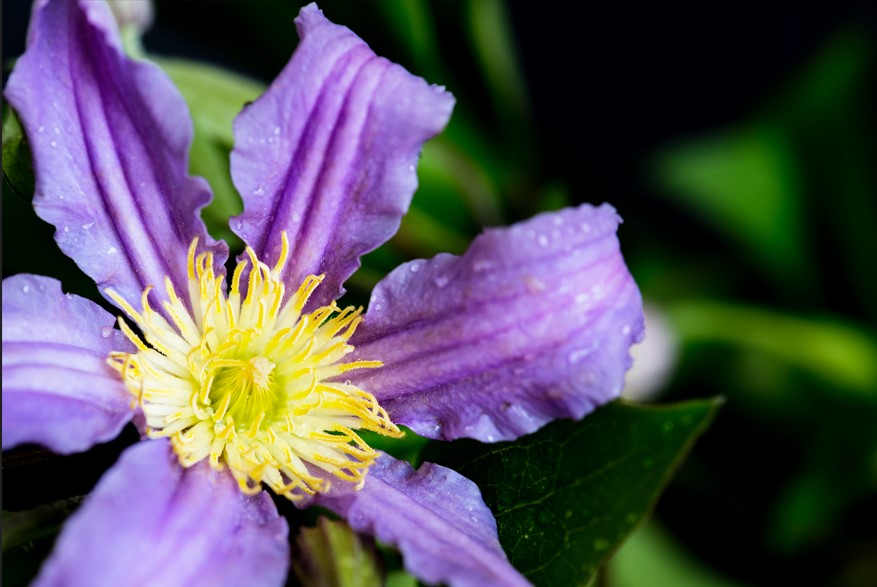 Passiflora Blue (Blue Passionflower)