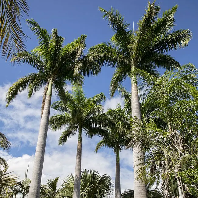 Roystonea Regia (Royal Palm, Cuban Royal Palm)