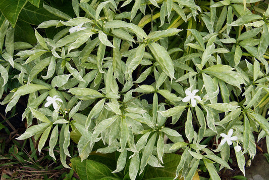 Tabernaemontana Divaricata Variegata (Variegated Crape Jasmine)