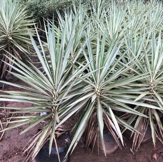 Yucca Elephantipes (Spineless Yucca, Giant Yucca)