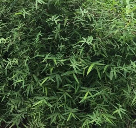 Green Bamboo