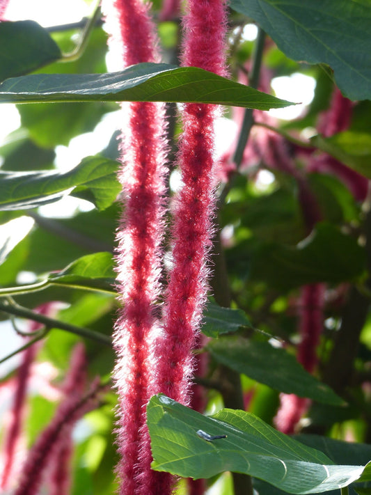 Acalypha Hispida (Cat's Tail, Chenille Plant)