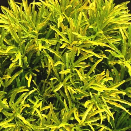 Aralia Gold (Golden Aralia)