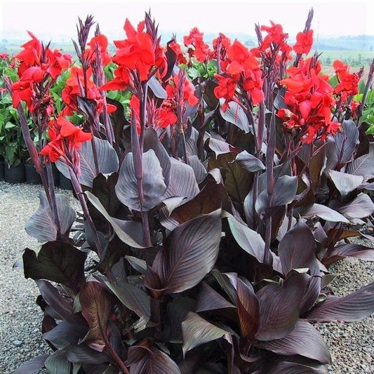 Canna Black (Black Canna)