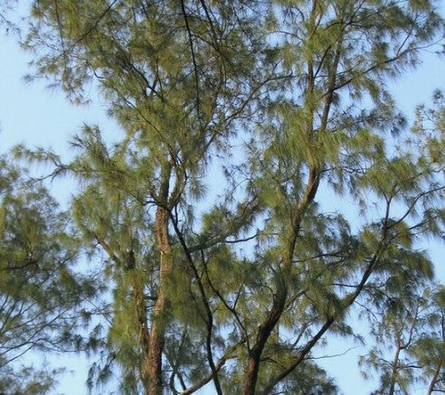 Casuarina Equisetifolia (Casuarina)