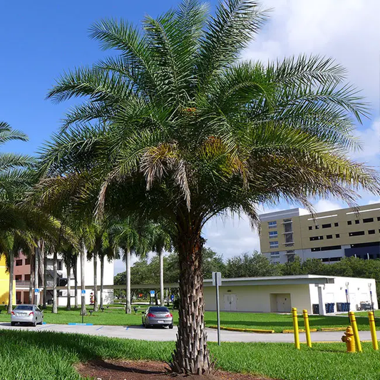 Date Palm (Phoenix Dactylifera)