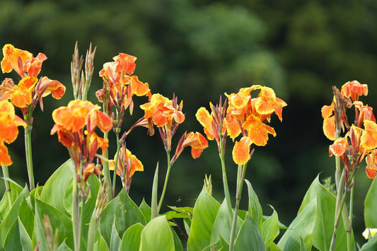 Canna Indica (Indian Shot, Arrowroot)