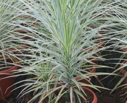 Dracaena Colorama Red (Red Edged Dracaena)