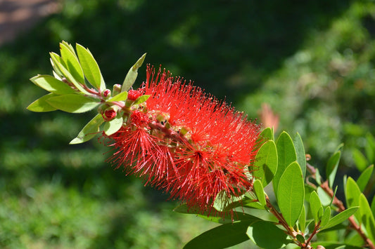 Callistemon Polandii (Bottlebrush)