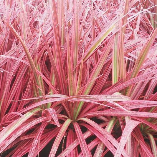 Dracaena Colorama White (White Edged Dracaena)