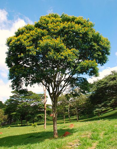 Caesalpinia Ferrea (Brazilian Ironwood)