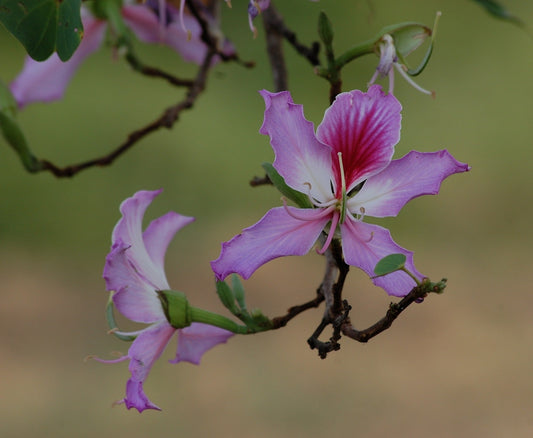 Bauhinia Purpurea (Orchid Tree)